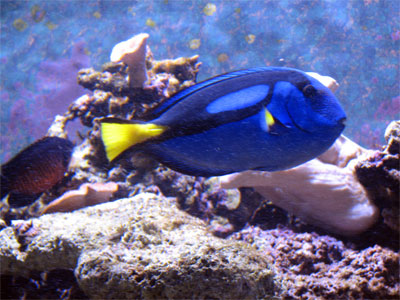 Click here to download a 2592 x 1944 JPG image showing a Blue Tang swimming in the aquarium at the Pier