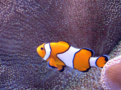 Click here to download a 2592 x 1944 JPG image showing a Clown Fish swimming in the Aquarium at the Pier.