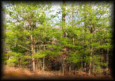 Click here to download a 1600 x 1138 JPG image showing the woods beyond the north yard of the cabin at Mojo Ranch in Lenoir City, Tennessee.